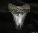 Huge Angustiden Fossil Shark Tooth - Inches #1189-1